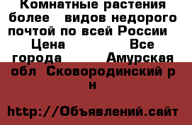 Комнатные растения более200видов недорого почтой по всей России › Цена ­ 100-500 - Все города  »    . Амурская обл.,Сковородинский р-н